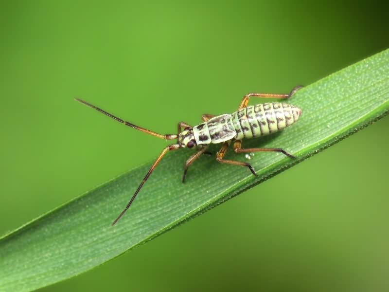 Stenodema holsata (Fabricius, 1787)
